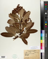 Heteromeles salicifolia image