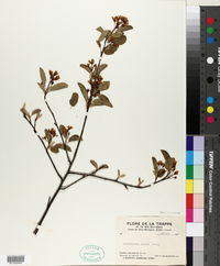 Amelanchier laevis image