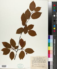 Amelanchier laevis image