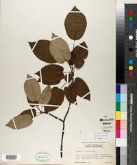 Amelanchier laevis image