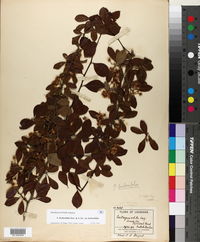 Crataegus berberifolia var. berberifolia image