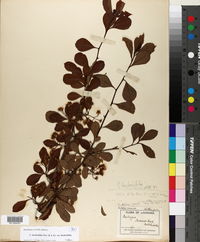 Crataegus berberifolia var. berberifolia image