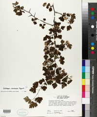 Crataegus marshallii image