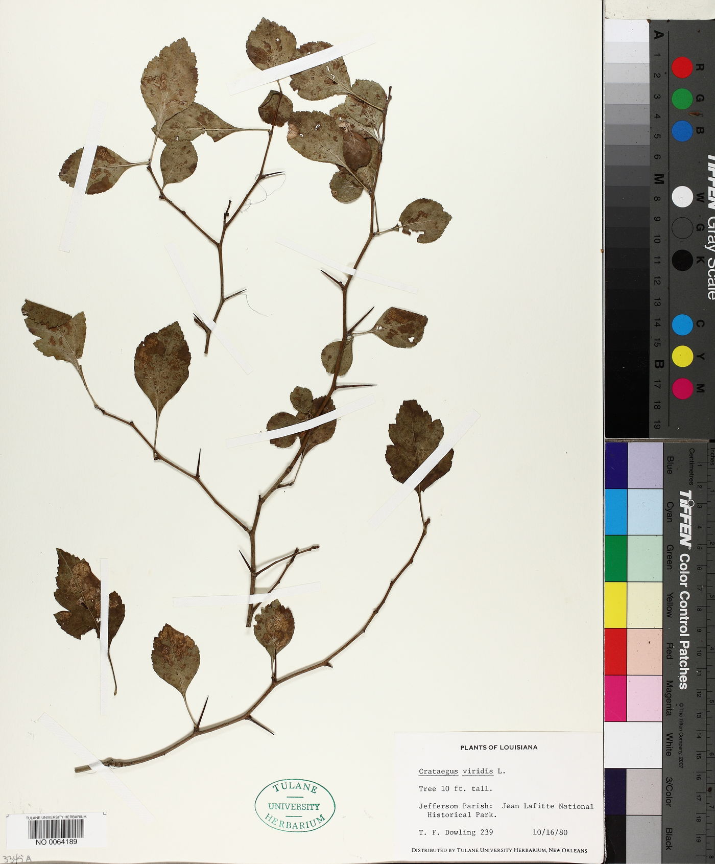 Crataegus viridis image