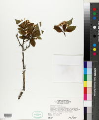 Crataegus viridis image