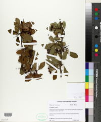 Crataegus viridis image