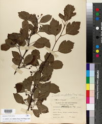 Crataegus viridis image