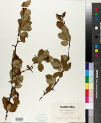 Crataegus douglasii image