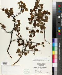 Crataegus marshallii image