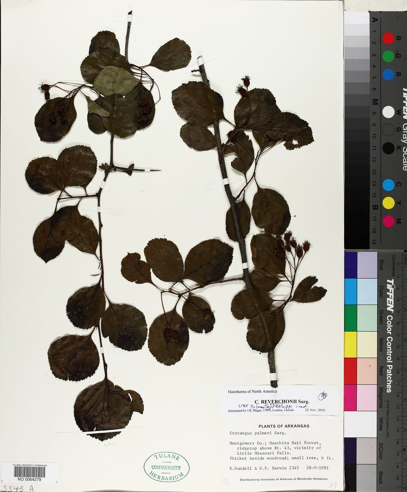 Crataegus palmeri image