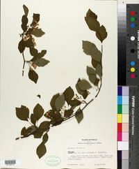 Crataegus viridis image