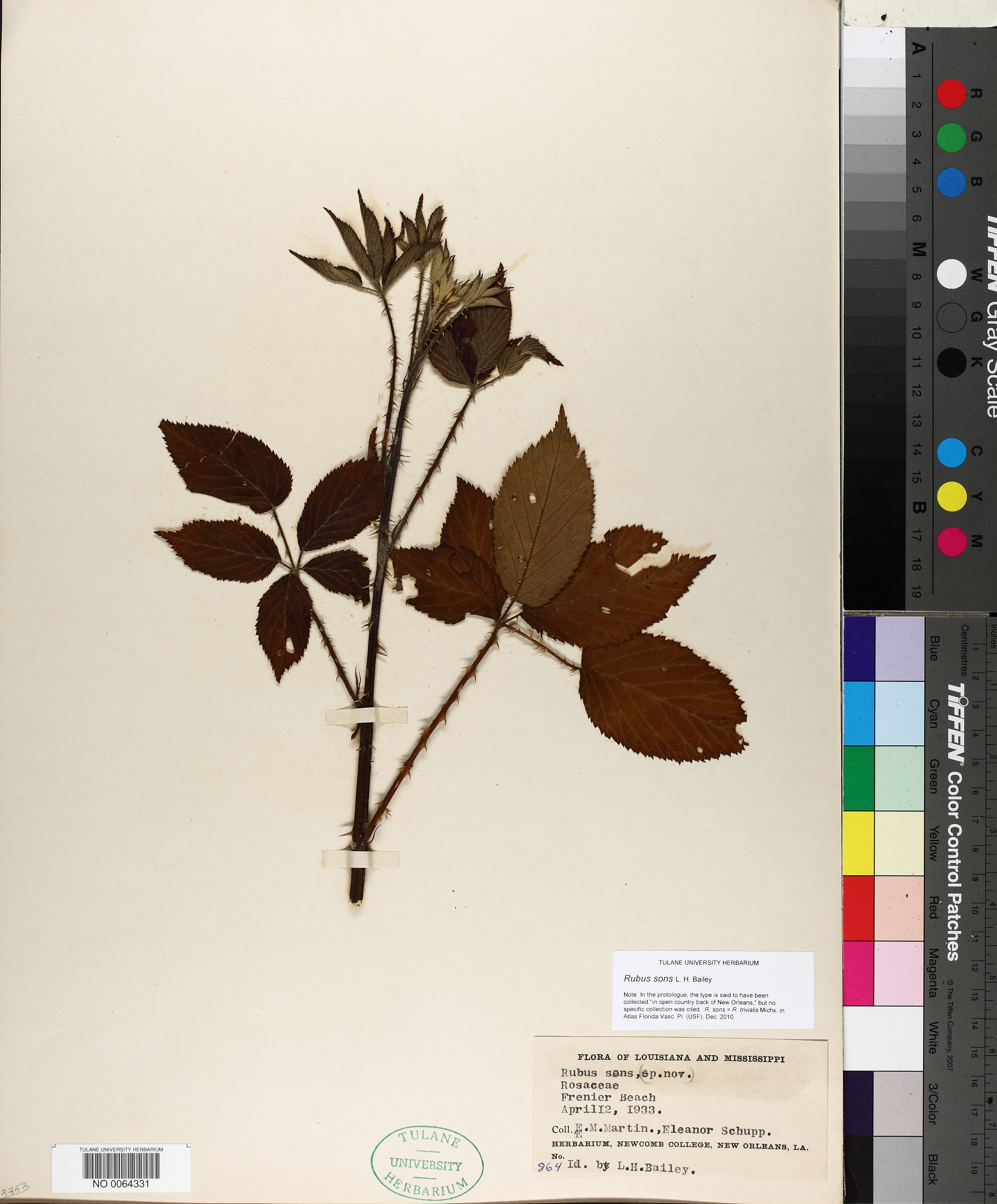 Rubus sons
