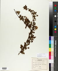 Rubus argutus image