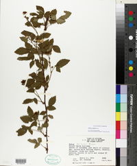 Rubus argutus image