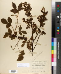 Rubus argutus image