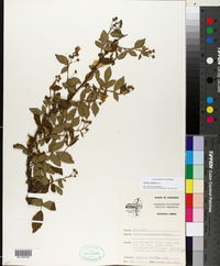 Rubus argutus image