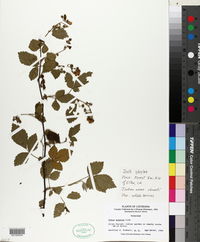 Rubus argutus image