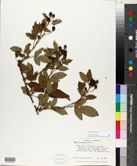 Rubus argutus image