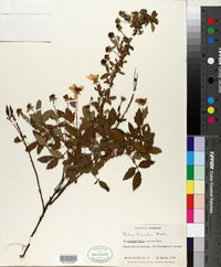 Rubus trivialis image