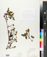 Rubus trivialis image