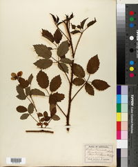 Rubus trivialis image