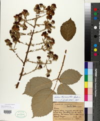 Rubus grabowskii image