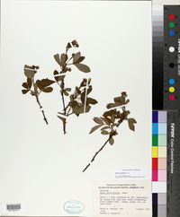 Rubus argutus image