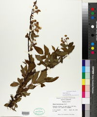 Rubus argutus image