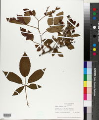 Rubus argutus image