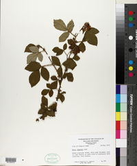 Rubus argutus image