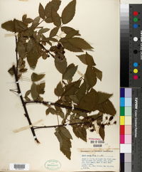 Rubus argutus image