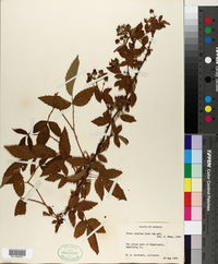Rubus argutus image