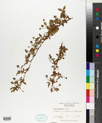 Rubus flagellaris image