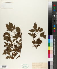 Rubus canadensis image