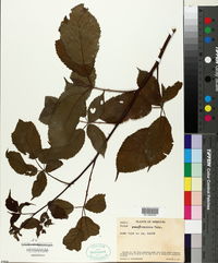 Rubus pensilvanicus image