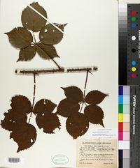 Rubus vermontanus image