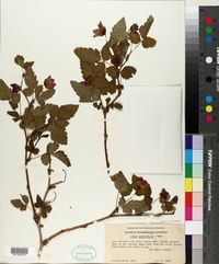 Rubus spectabilis image