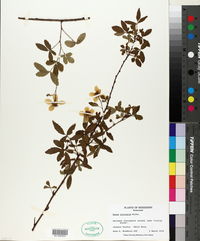 Rubus trivialis image