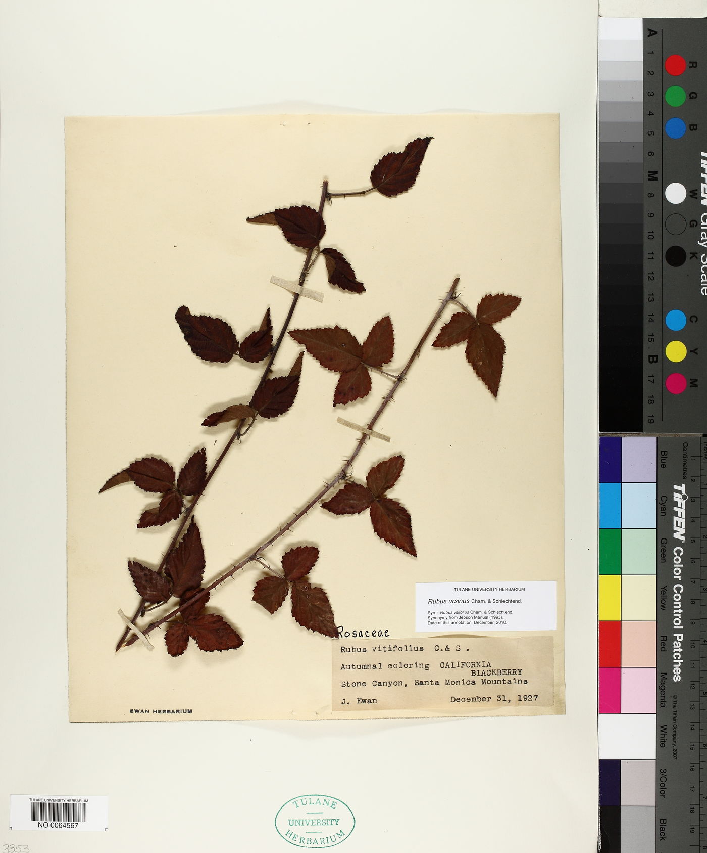 Rubus ursinus image