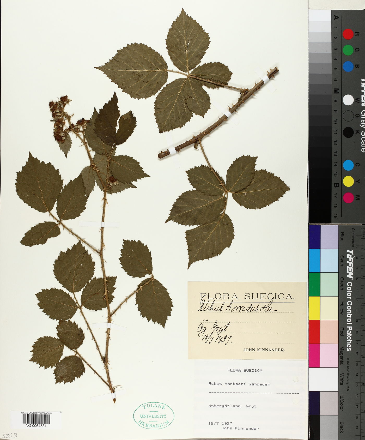 Rubus horridus image