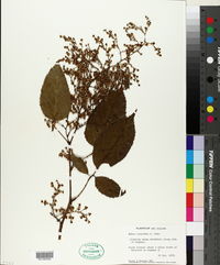 Image of Rubus cissoides