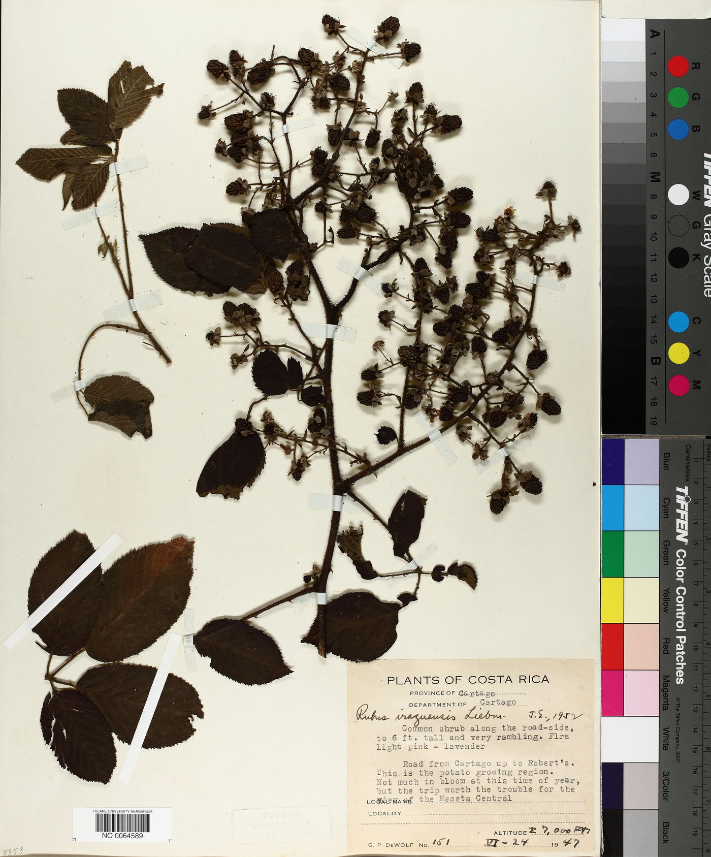 Rubus costaricanus image