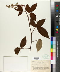 Rubus urticifolius image