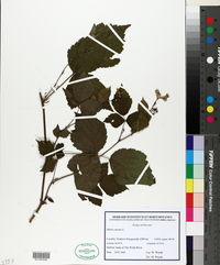 Rubus caesius image