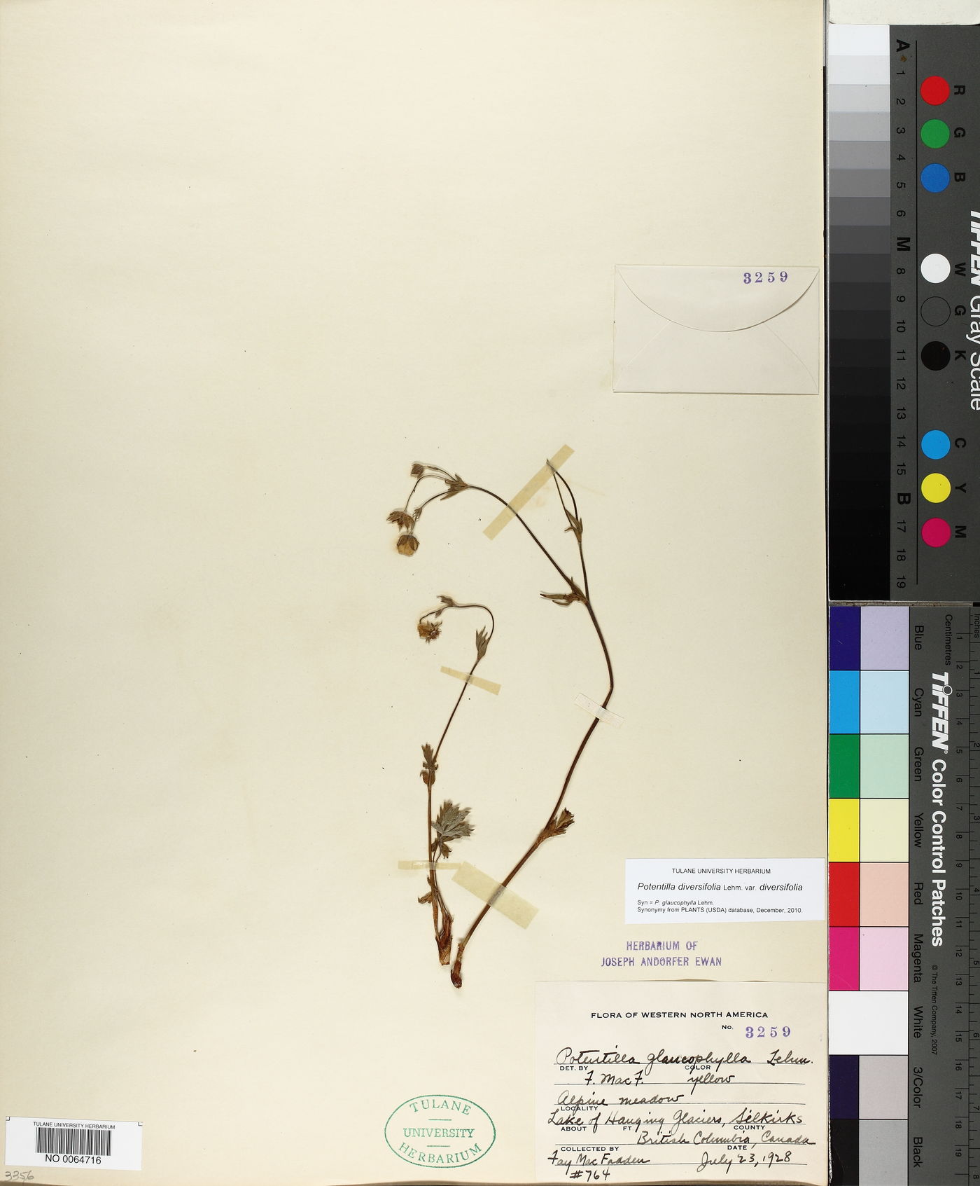 Potentilla diversifolia var. diversifolia image