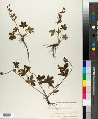 Potentilla canadensis image