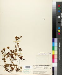 Potentilla flabellifolia image