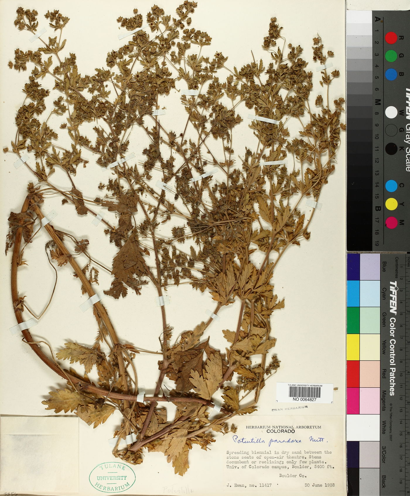 Potentilla supina subsp. paradoxa image