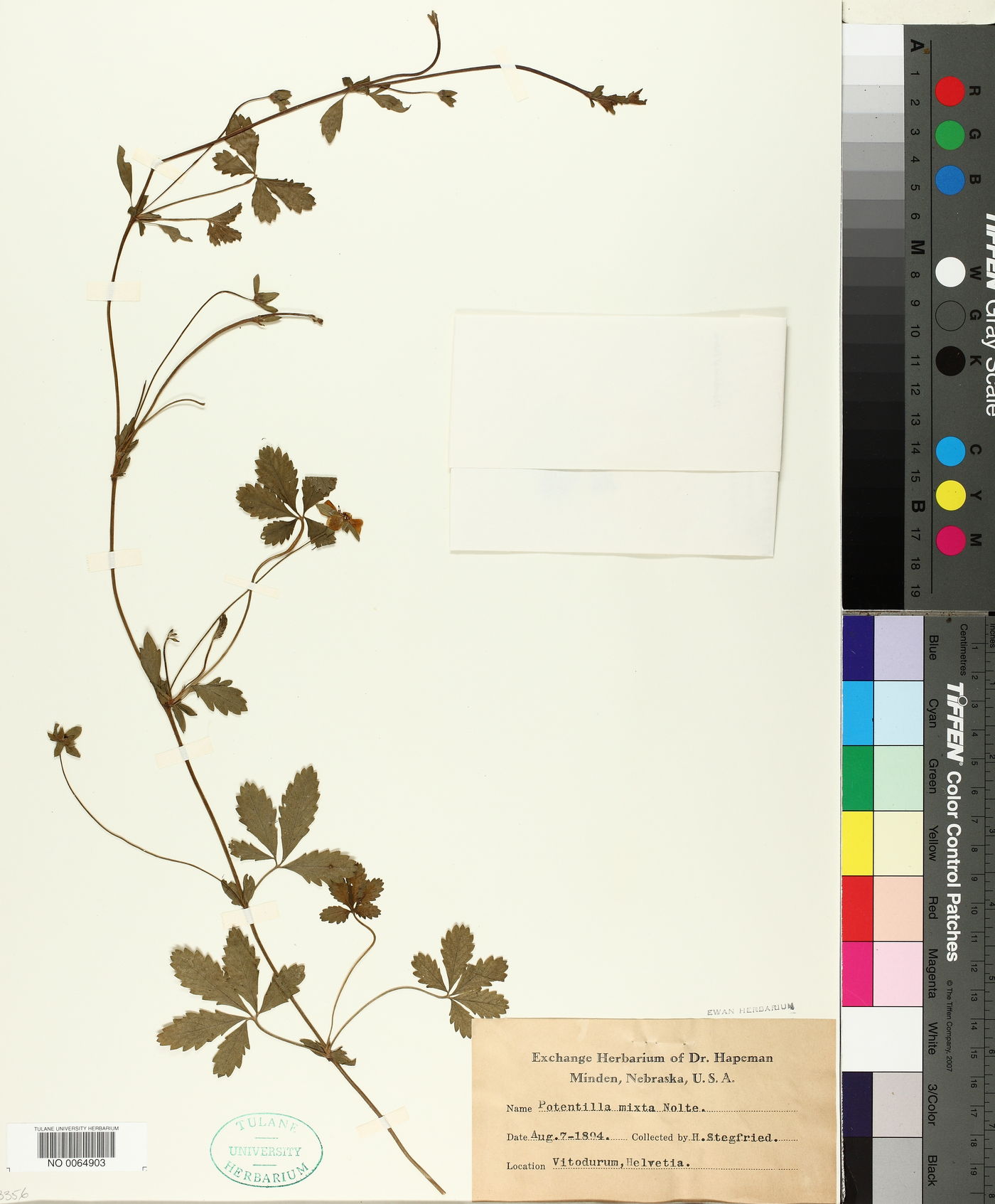 Potentilla mixta image