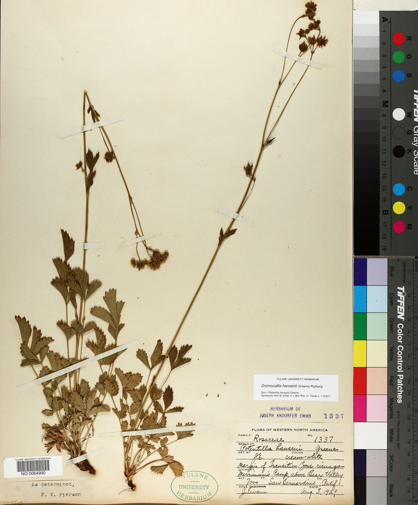 Drymocallis hansenii image